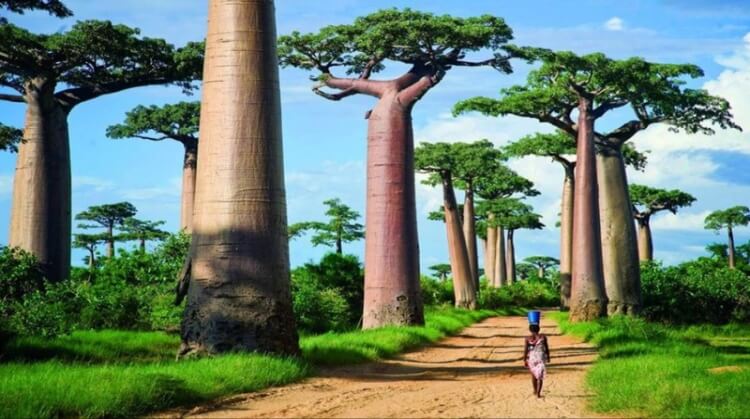 madagaskar vizesi koçak vize